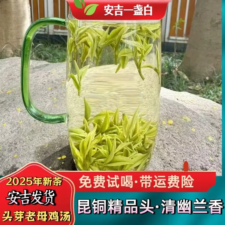 鲜头芽【老母鸡汤】安吉白茶正宗安吉昆铜原产地发货春季25新茶A8