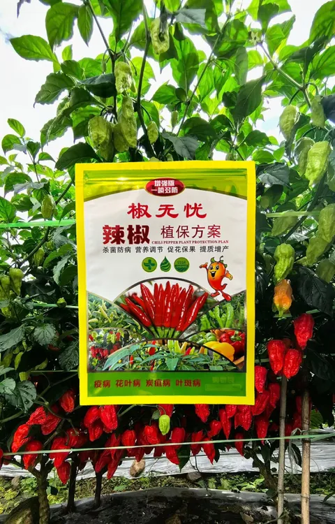 椒无忧辣椒预防炭疽病 叶斑病 病毒病 早晚疫病防治组合肥料
