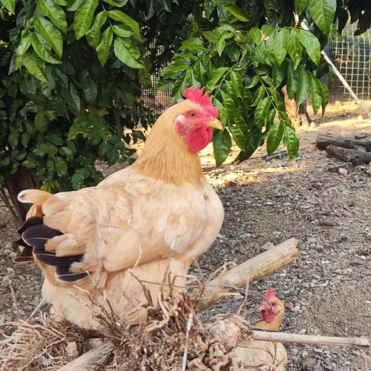 正宗深山散养母子组合鸡土鸡溜达鸡跑山鸡母鸡带内脏新鲜现杀