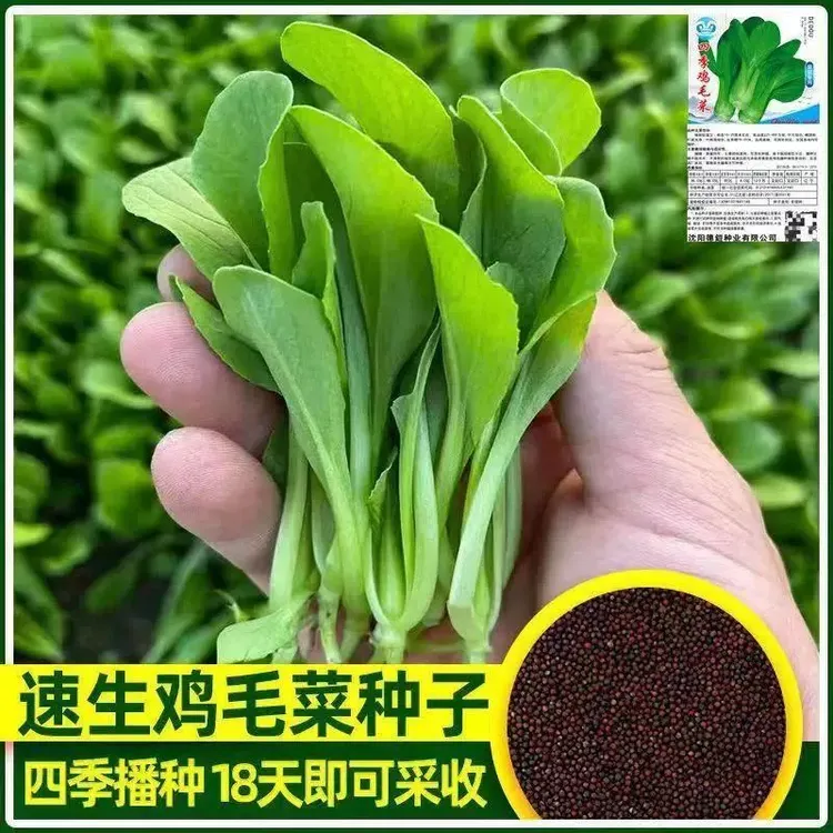 【鸡毛菜】四季小青菜矮杆速生鸡毛菜种子家庭种植包装商品图