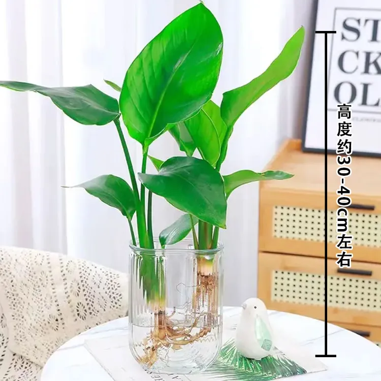 ZIGE/梓歌带U盆水培天堂鸟办公室植物净化空气桌面盆栽30-40CM