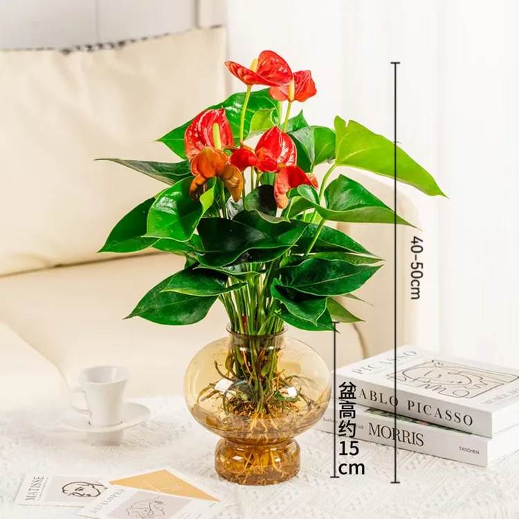 水培红掌室内盆栽植物40-50cm高易活绿植开花好养带肥料带盆