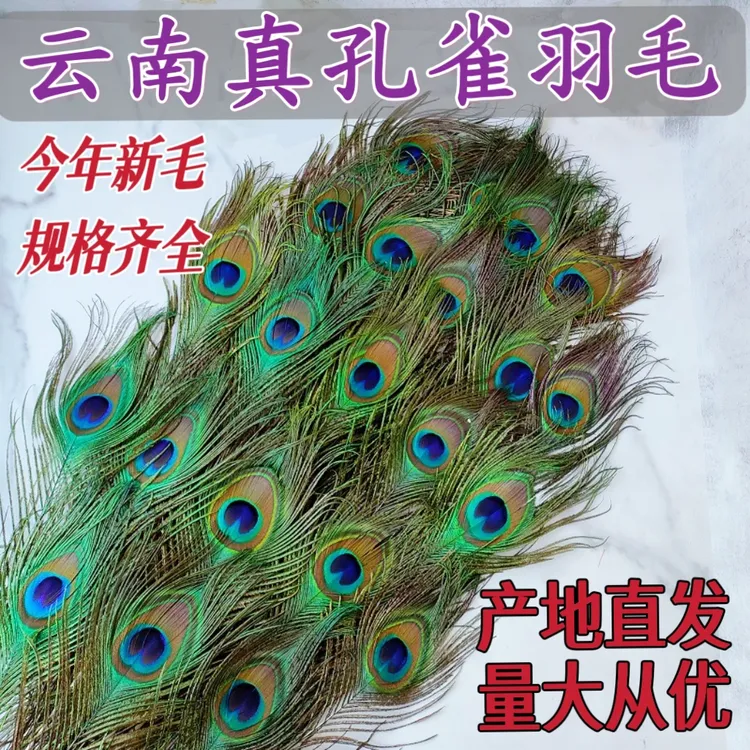 云南天然真孔雀羽毛翎尾当季新毛家居装饰品摆件插花10送5