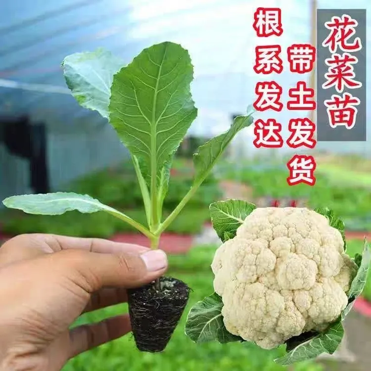 有机花菜苗秧苗青梗松花菜种苗四季阳台庭院种植基地直发带土秧苗