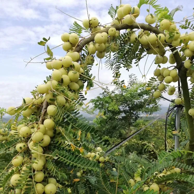 新鲜采摘甜油甘果可生吃榨汁的特色水果