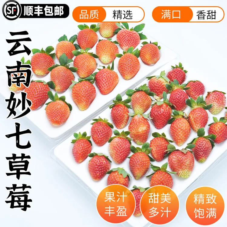 云南高原露天草莓新鲜采摘基地直发顺丰空运妙七草莓精品大果中果