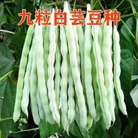 AA九粒白芸豆种子早熟高产摘不败白不老芸豆春秋季无筋豆种子