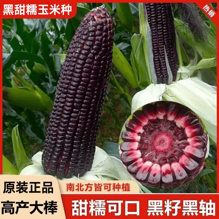 【2026新货】黑甜糯玉米种子高产黑糯矮杆大棒玉米非转基因蔬菜种子商品图