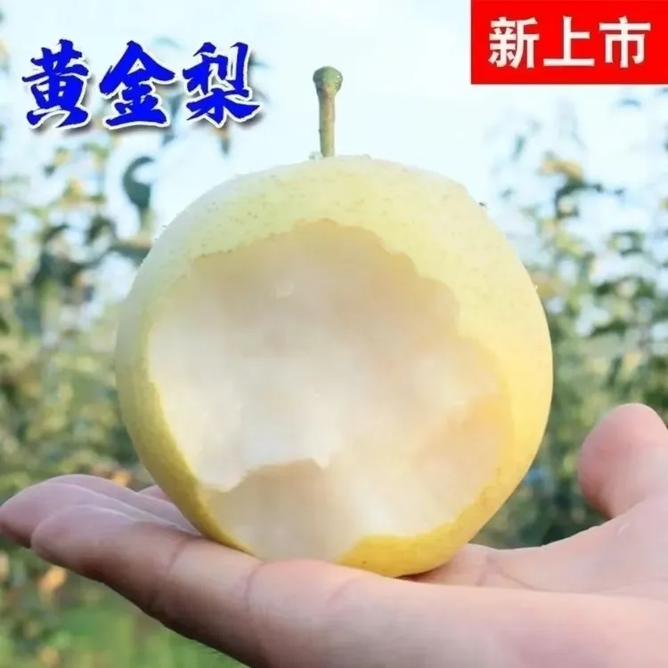 河南博望黄金梨新鲜梨子果园直发皮薄多汁甜脆无渣