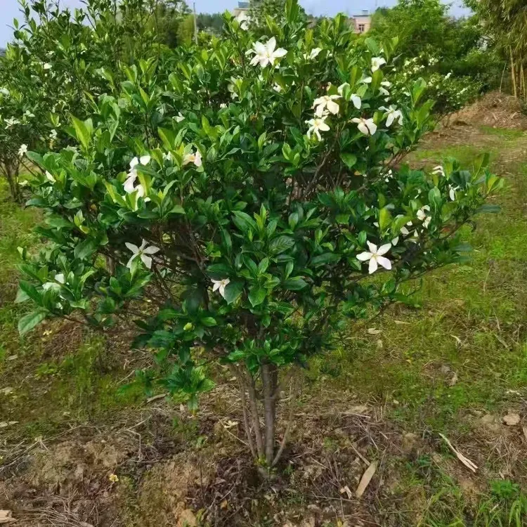 栀子花 春花 杜鹃 野蓝莓 老鸭  茶树造景 空间造景