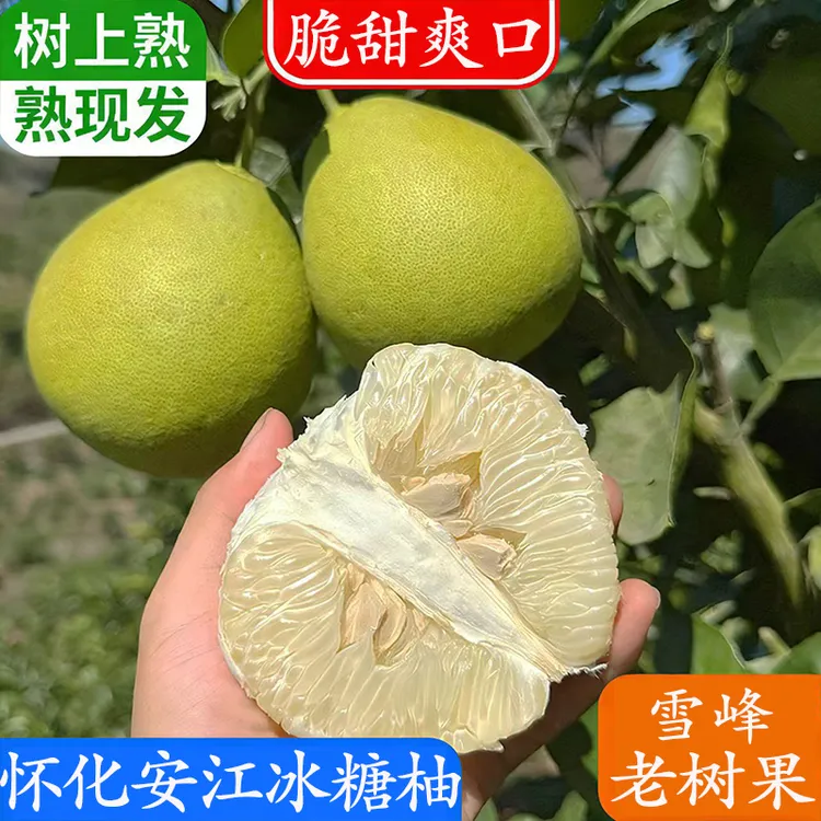 湖南安江雪峰冰糖柚老树果香柚怀化土柚子麻麻柚小苦柚大微苦回甘