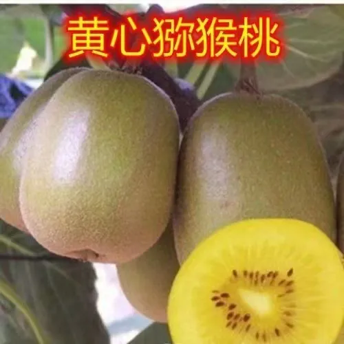 黄心猕猴桃树苗特大新品公母同株无籽南北方种植盆栽地栽当年结果