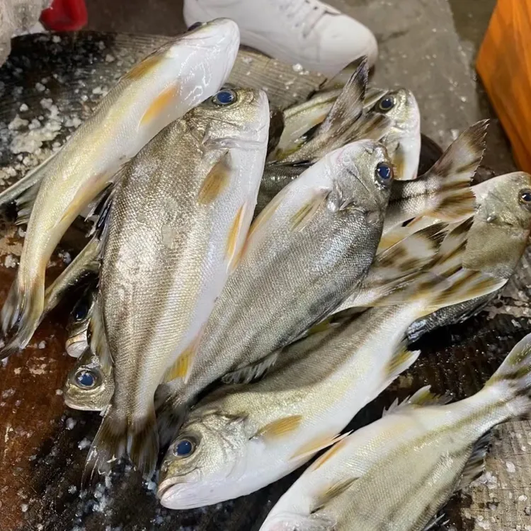 广东汕尾港浅海！新鲜野生斑猪鱼 三线班珠鱼 顺丰冷链冷冻发货