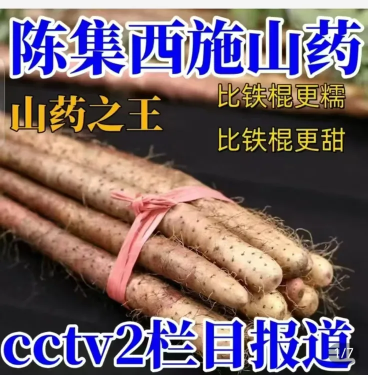 菏泽陈集西施山药