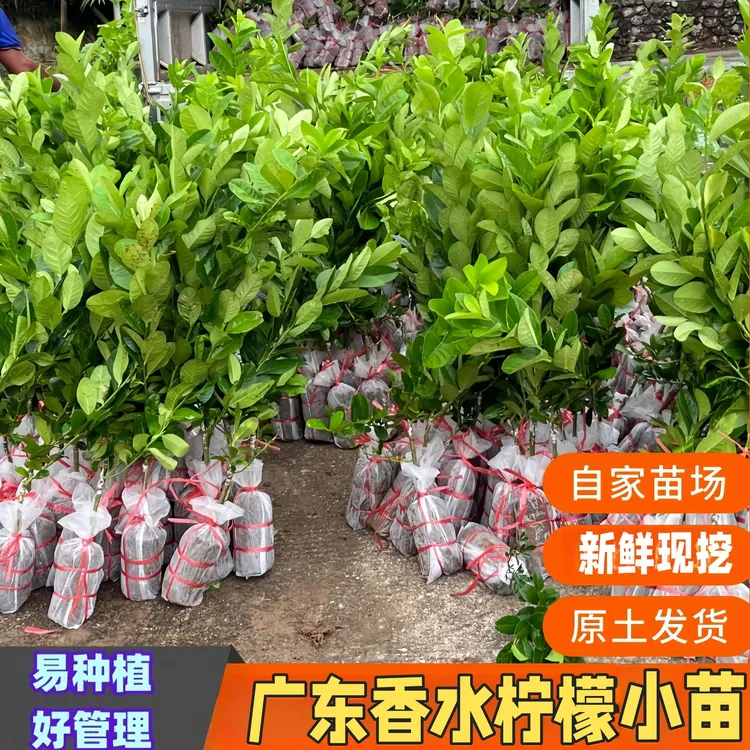 广东香水柠檬苗原土泥球四季结果易种高产塔西提青柠优力克柠檬苗