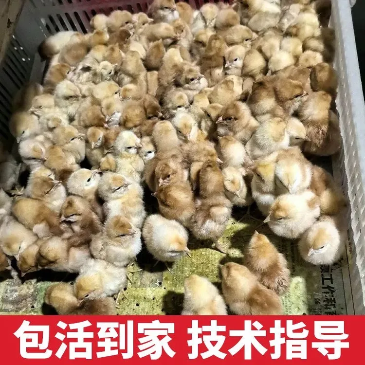 【淮南草鸡】土鸡仔安徽笨鸡幼鸡小鸡仔宠物鸡