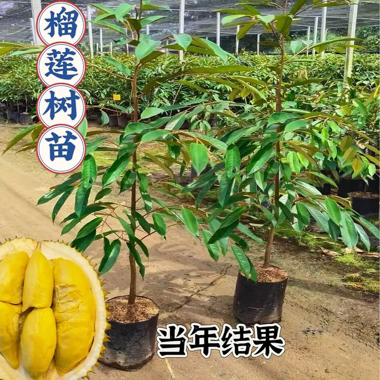 盆栽金枕头榴莲树苗盆栽果树苗南北种猫山王庭院阳台四季种植