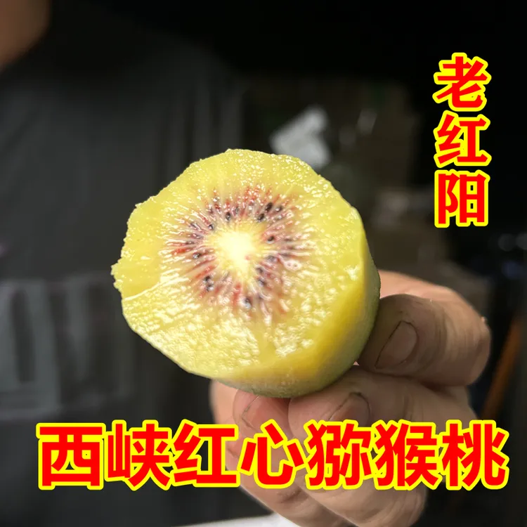 西峡猕猴桃西峡红心猕猴桃老品种红阳纯甜产地直发新鲜【坏果包赔高山种植】