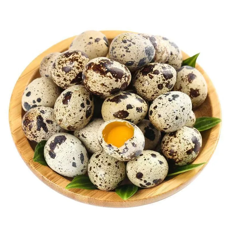 新鲜鹌鹑蛋营养丰富杂粮喂养生鹌鹑蛋当天现捡现发适合做辅食