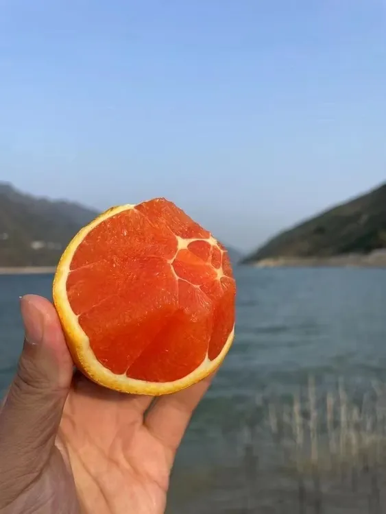 正宗秭归中华红橙现摘现发包邮