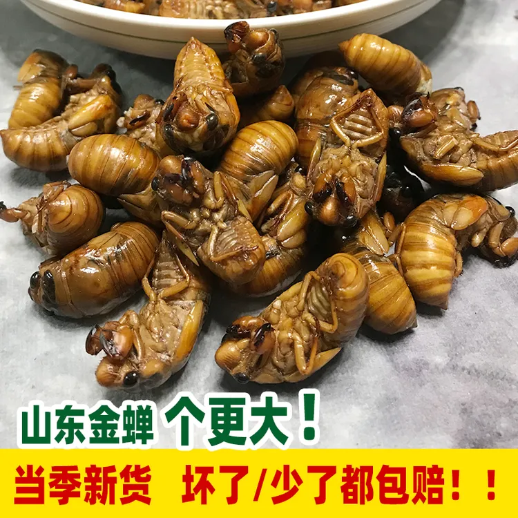 知了猴知了爬叉鲜活冷冻50只100只爬叉新鲜爬拉猴