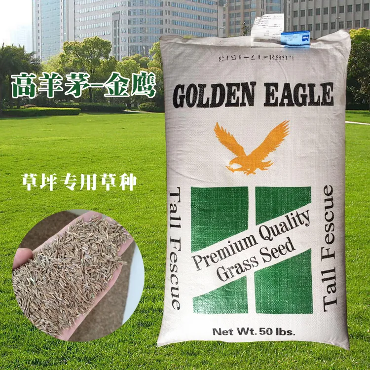 草坪草籽固土绿化高羊茅美国金鹰绿色植物耐践踏耐寒修剪绿色护坡