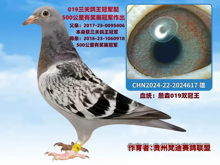 信鸽赛鸽成绩鸽公棚鸽詹森胡本速霸龙