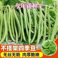 无架四季豆种子四季豆种籽高产不搭架春夏秋蔬菜豆角种子蔬菜种子