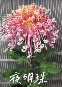 【花苞发货】[夜明珠]九月菊花苗大型花好养护简单耐寒耐旱