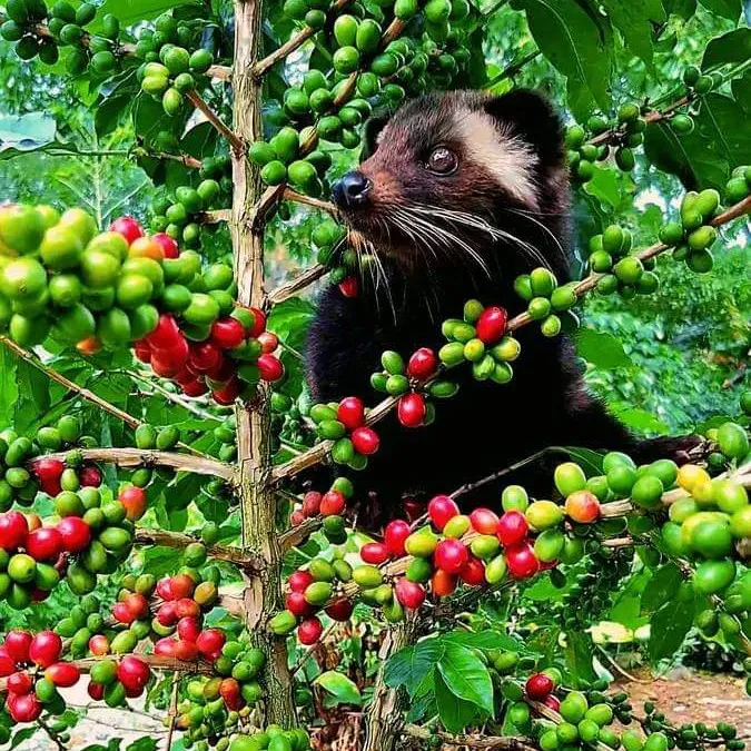 印尼北苏门答腊野生猫屎咖啡豆生咖啡豆咖啡生豆