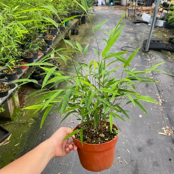 （茂盛精品款）正宗内门竹茂盛丛林内门竹种苗，精品正品内门竹基地