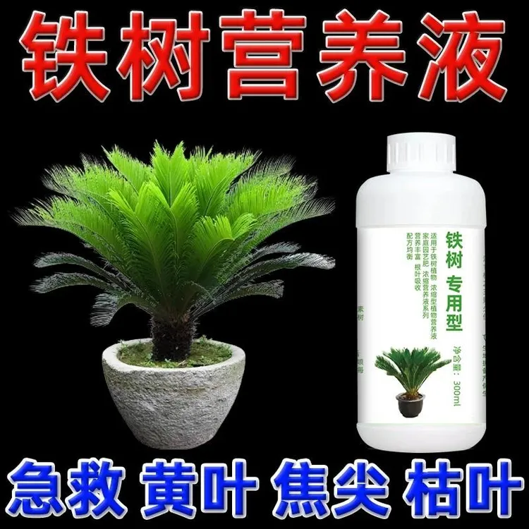 【全新升级】铁树专用型营养铁树盆景肥料苏铁树盆栽专用肥料防黄叶商品图