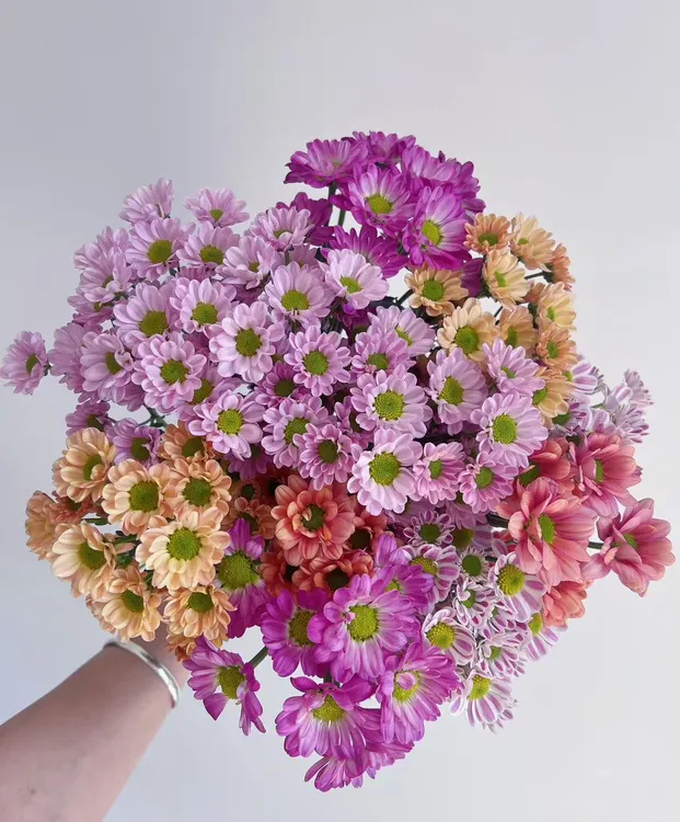 混色小雏菊3-5种颜色双11大促5折优惠现采现发不做隔夜花放心购买