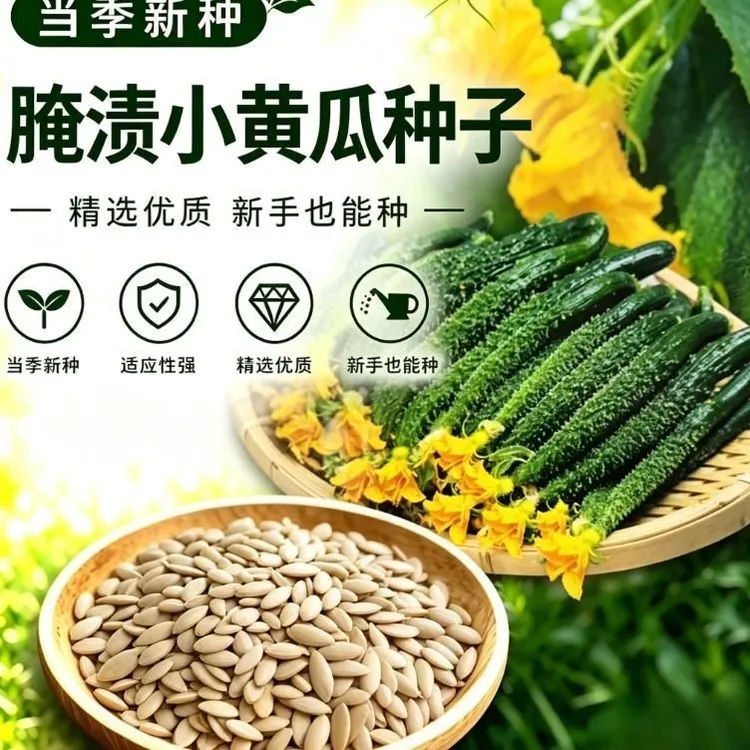 腌渍小黄瓜种子春夏秋季蔬菜种子酱青瓜腌制咸菜泡菜种籽早熟40天商品图