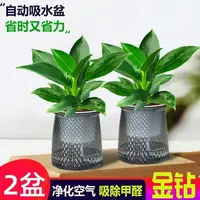 【拍一发二】金钻绿公主盆栽室内绿植吸甲醛净化空气四季常青好养