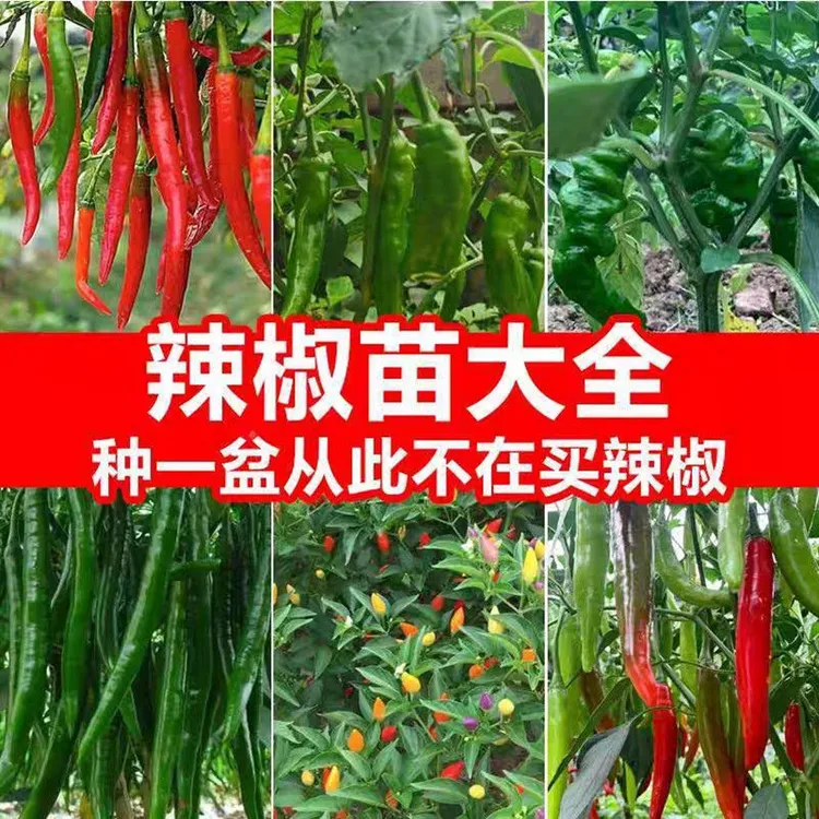 高产四季辣椒苗特辣朝天椒大青线椒甜椒七彩泡椒苗蔬菜苗盆栽秧苗