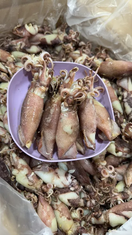 福建鱿鱼仔海兔兔500克