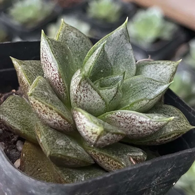 大和锦多肉植物组合盆栽防辐射净化空气办公室创意花卉