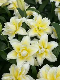 预售-预计10月4号至6号发货【路德维纳1颗】15/17 重瓣香水百合花球