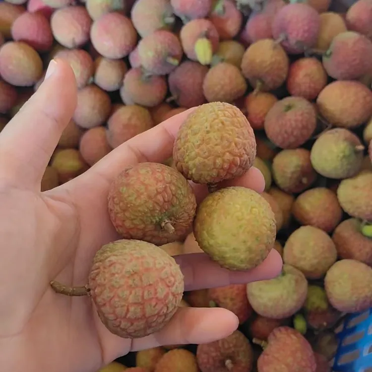 海南白糖罂荔枝大果现摘当季新鲜皮薄多汁肉厚水果