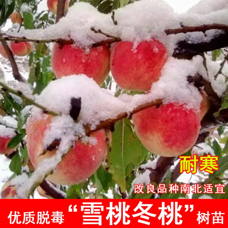 嫁接雪桃树苗超甜仙桃中华冬桃11月成熟晚熟北南方当年结果果树苗