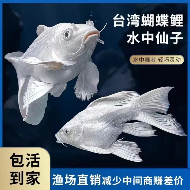 冷水鱼好养易活蝴蝶鲤观赏鱼纯种蝴蝶里普身