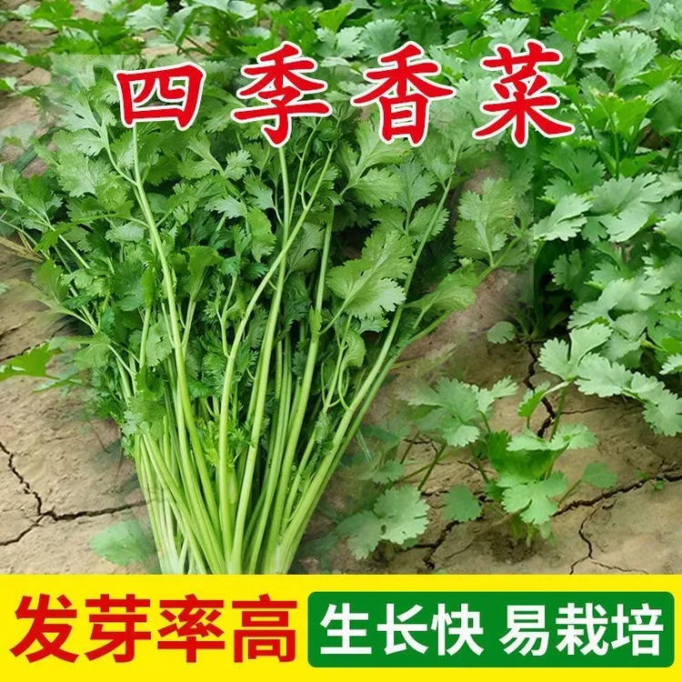 大叶香菜种子菜种子四季可播阳台种植蔬菜香菜籽种秋冬季蔬菜种子