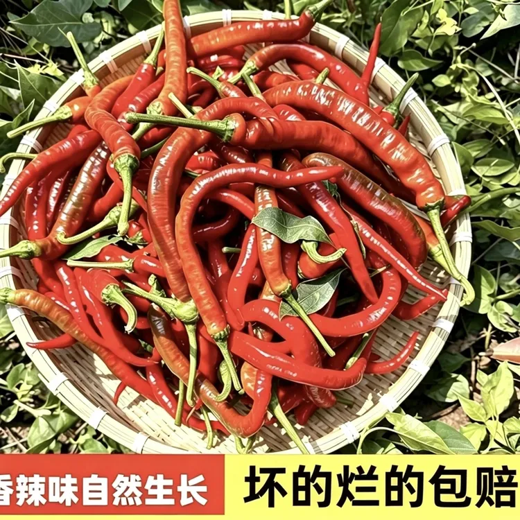 产地直发青红辣椒椒新鲜上市皮软香辣下饭坏损包赔