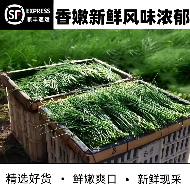 【顺丰包邮】内蒙古小沙葱净重产地直销脆嫩辛香爽口菜类新鲜蔬菜