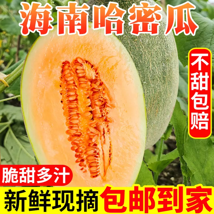 海南哈密瓜西州蜜新鲜头茬海沙地水果蜜甜多汁1.8-8斤一藤一瓜