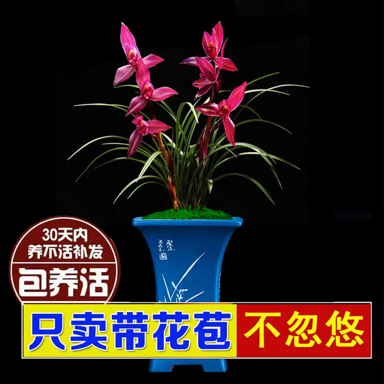 【兰花带花苞】名贵高档兰花苗浓香春兰室内客厅办公室绿植盆栽好养