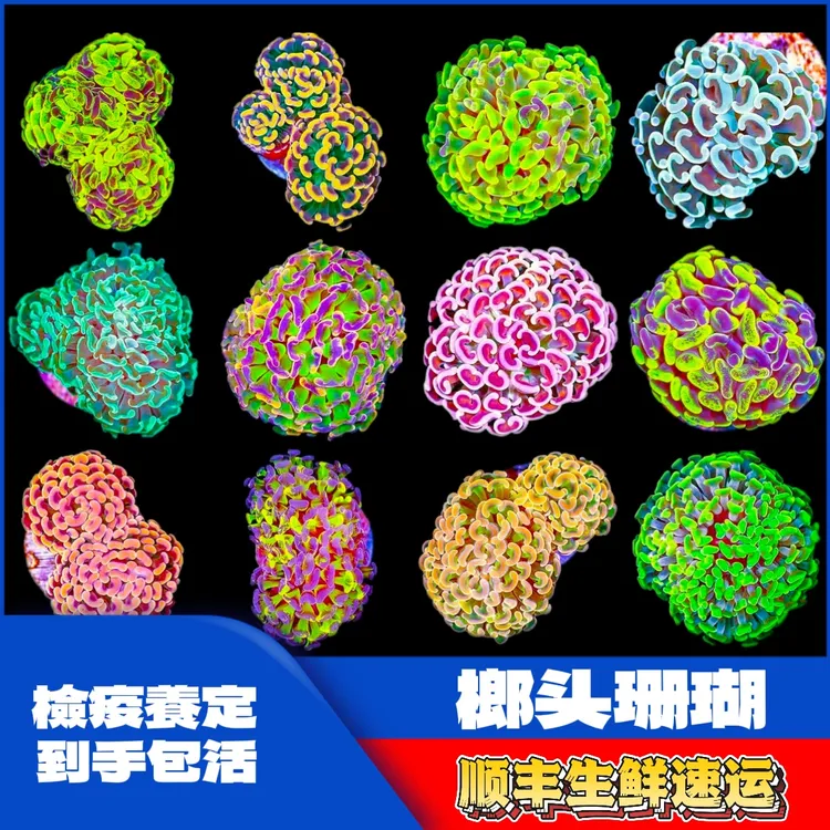 榔头海缸精品荧光双色飘逸幻彩天花板金榔头活体珊瑚直播间