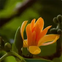 黄兰花黄玉兰盆栽浓郁芳香兰花室外阳台庭院观赏植物花卉种植