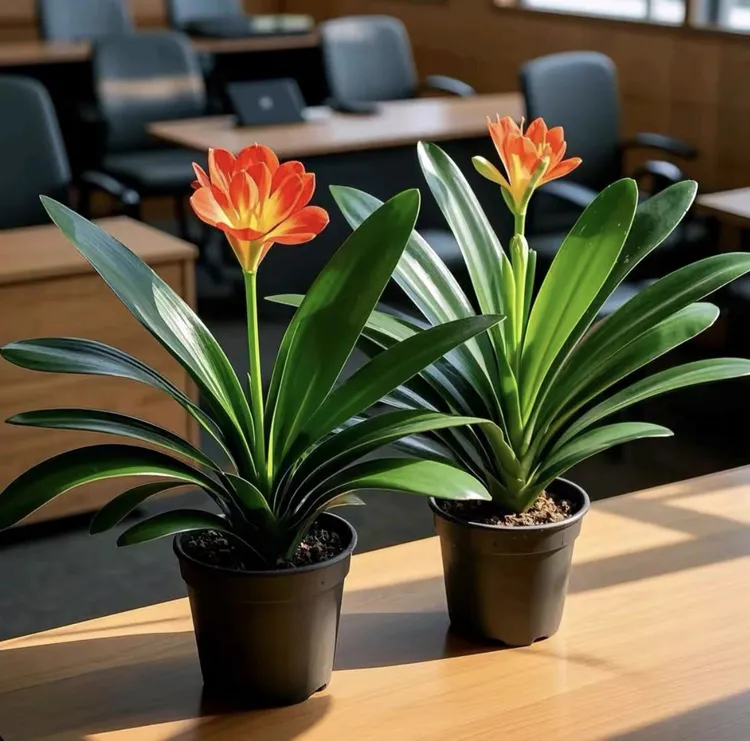 君子兰盆栽名贵花卉高档绿植四季常青种植开花好养易活室内阳台